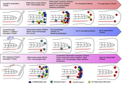 Pro-regenerative Dialogue Between Macrophages and Mesenchymal Stem/Stromal Cells in Osteoarthritis